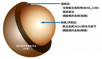 好氧颗粒污泥截面图