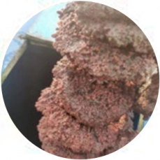 LC-AnDeN氨氧化生物脱氮技术