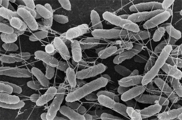 低温环境下怎样提升脱氮除磷效果？