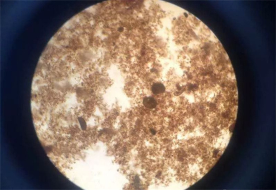 活性污泥经验总结 活性污泥经验总结